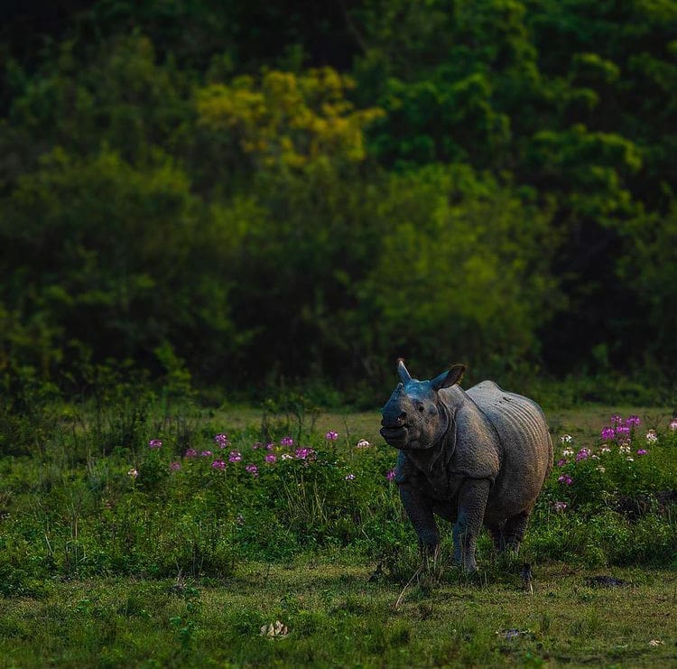 The Top 10 National Parks in India